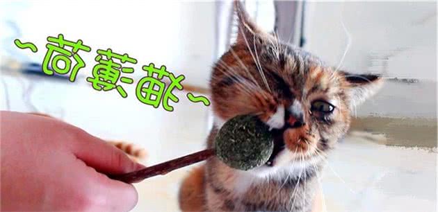 猫薄荷对猫咪的影响颇深，铲屎官需注意两点细节，喂食不可过量