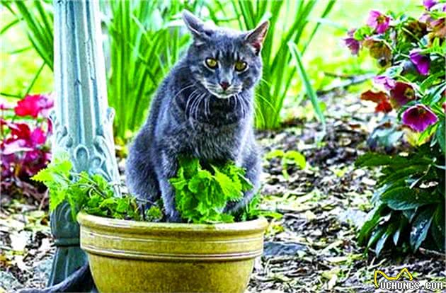 猫薄荷对猫咪的影响颇深，铲屎官需注意两点细节，喂食不可过量