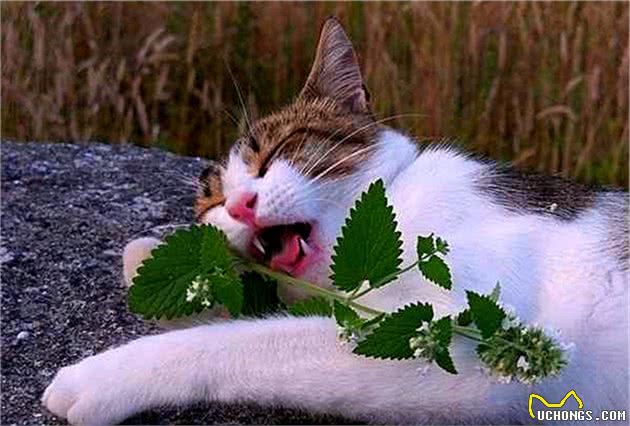 猫薄荷对猫咪的影响颇深，铲屎官需注意两点细节，喂食不可过量