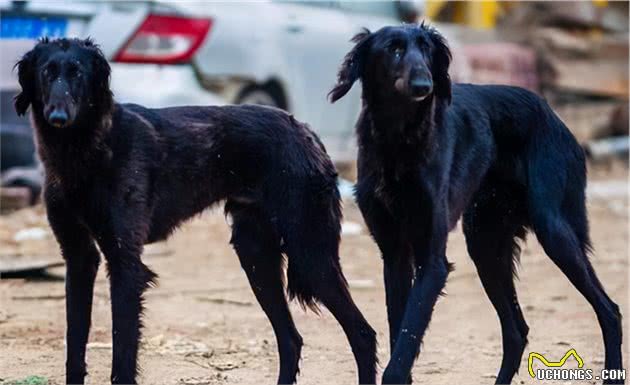 国内最出色的几种猎犬，养到就是赚到