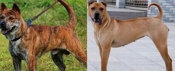 国内最出色的几种猎犬，养到就是赚到