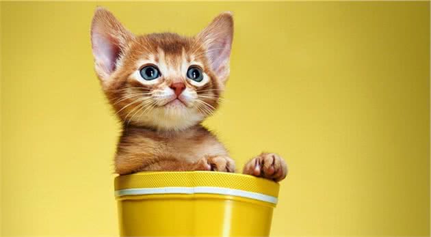 盘点九种粘人的猫猫！有你喜欢的吗？