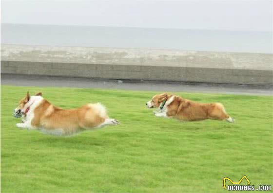 柯基的腿可不是一般的腿，腊肠犬：比腿，你赢了，我没有飞基腿