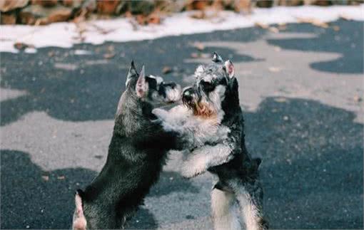 如果你不知道这些，最好不要养“雪纳瑞犬”