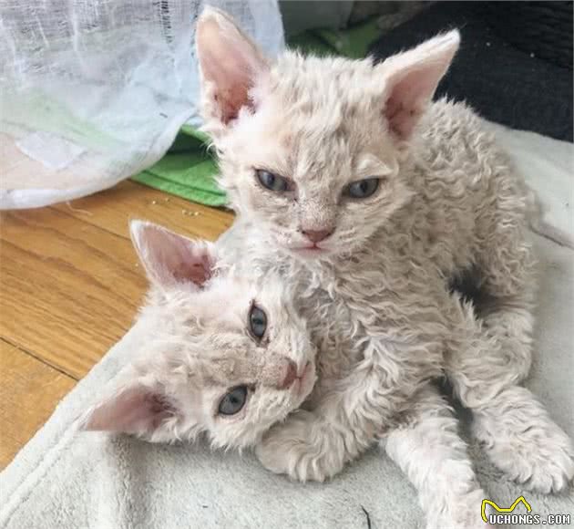 这种猫居然是超稀有品种