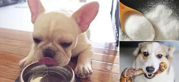 新手养狗好物清单|教你避雷不踩坑