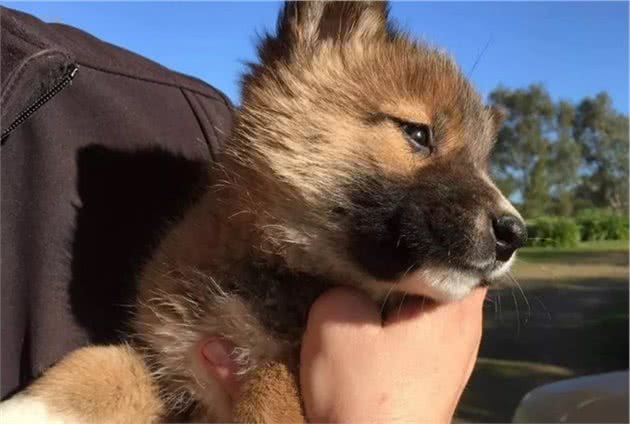 小狗上门求收留，主人越养越觉得不对，兽医：它不是宠物犬