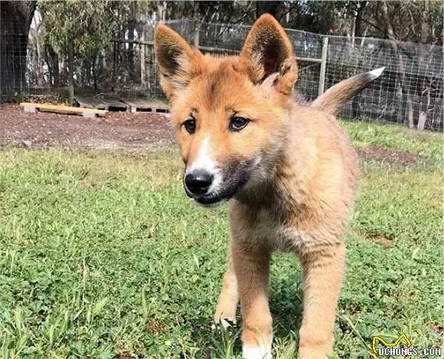小狗上门求收留，主人越养越觉得不对，兽医：它不是宠物犬