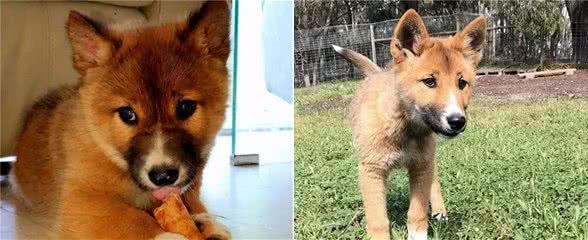 小狗上门求收留,主人越养越觉得不对,兽医:它不是宠物犬