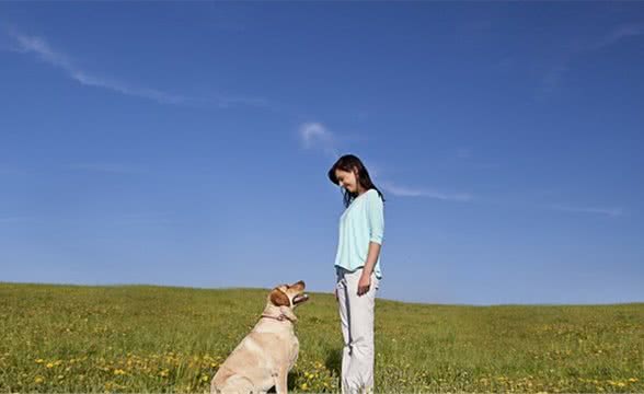 怎么样训练狗狗坐卧立？