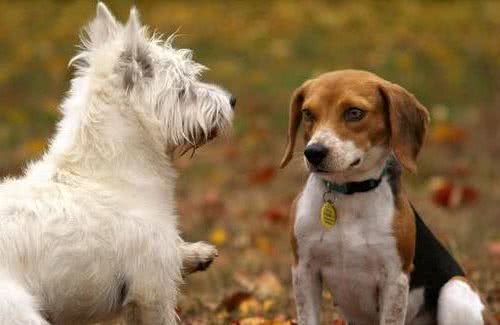 犬窝咳到底有多可怕？你要知道这七个相关知识，才能明白如何面对