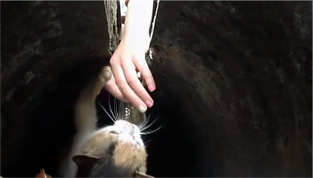 小橘猫被困下水道，好心人投喂2个月，却因太胖出不来了