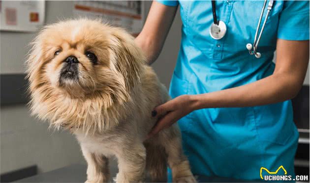 什么是犬淋巴瘤？狗狗中最常见的癌症之一，主人要更了解它