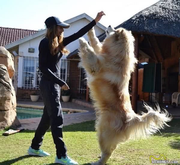 女主人没预料到，小狗7个月变巨犬，被扑到拿它没办法