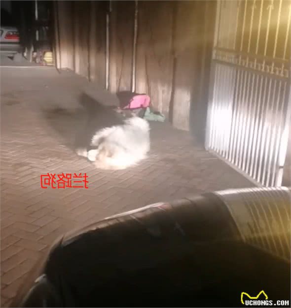 女主人没预料到，小狗7个月变巨犬，被扑到拿它没办法