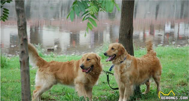 当你的爱犬威胁了他人的安全，你该怎么办？