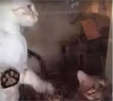 纯种猫悲惨的繁殖命运！生而为人，我很抱歉！