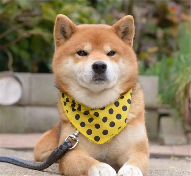 最为稳重护家的宠物犬名字大全绝对忠诚-可爱点