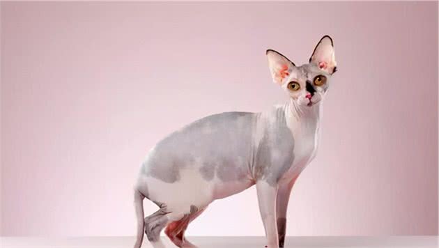 贵贵的加拿大无毛猫，饲养要注意什么问题？