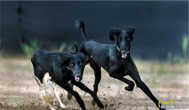 被淡忘的中国四大名犬，世界的影响，国犬的骄傲