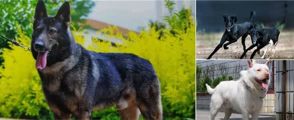 被淡忘的中国四大名犬，世界的影响，国犬的骄傲