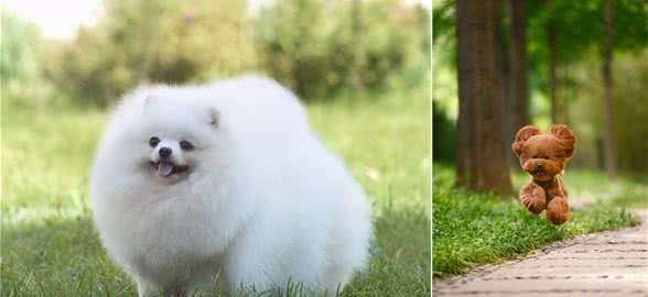 别错过！这几种不掉毛的狗狗，任你挑选