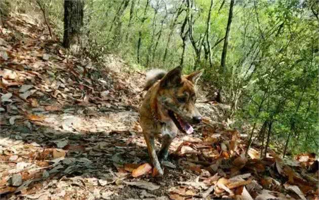 中国优秀的虎斑犬，为何渐渐消失了？