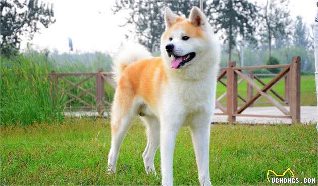 全球10大最著名的狗狗，秋田犬和哈士奇成功上榜，你家养了吗？
