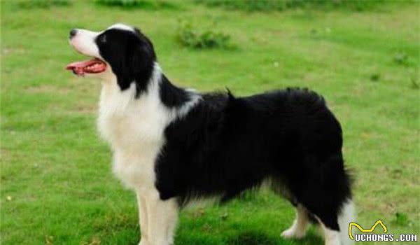 全球10大最著名的狗狗，秋田犬和哈士奇成功上榜，你家养了吗？