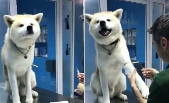 “淡定狗”火了!狗狗去抽血,满脸不屑抬起一腿,医生:有被冒犯