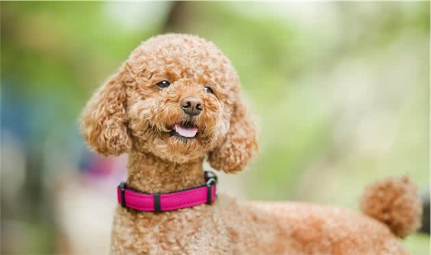 泰迪犬怎么养？其实它是最好养的狗，只要选一款优质的狗粮就行