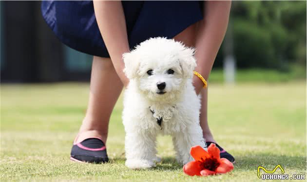 泰迪犬怎么养？其实它是最好养的狗，只要选一款优质的狗粮就行