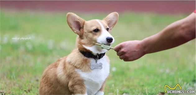 什么是低血糖，幼犬低血糖会有哪些症状？铲屎官要注意了