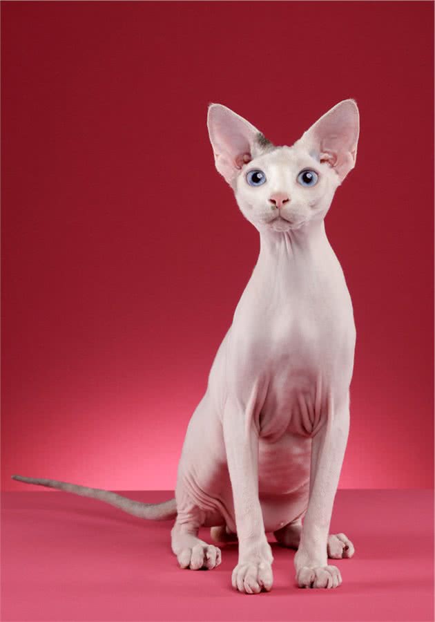 为什么说你应该拥有一只斯芬克斯猫？