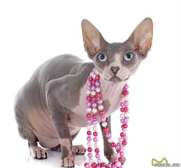 为什么说你应该拥有一只斯芬克斯猫？
