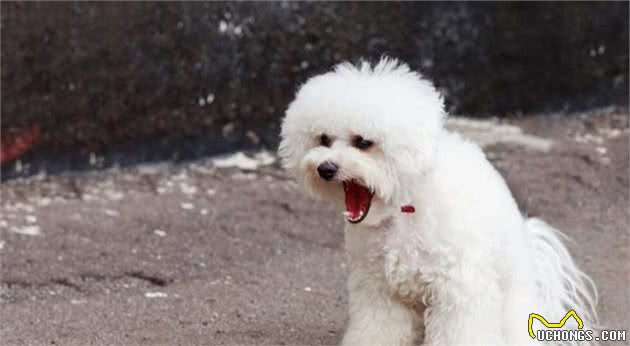 比熊犬出现这7个“信号”，说明身体有虫，主人发现就要重视了