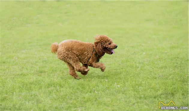 泰迪犬很懂事，如果想念主人了，会做出什么样的举动？