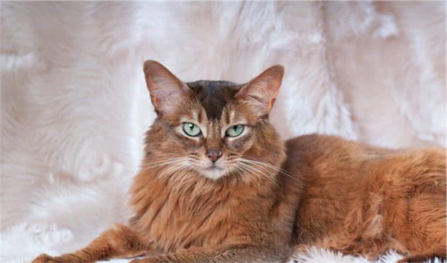 世界名猫-索马里猫