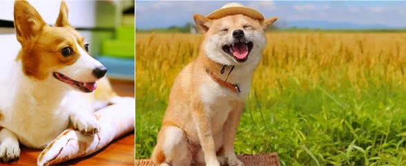 狗狗收到礼物能有多开心？脸都笑开花了