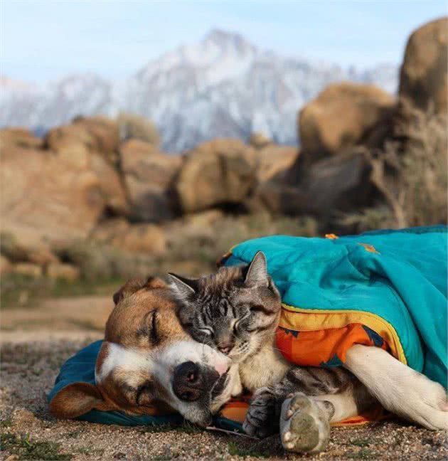 一组猫和狗的唯美情侣旅行照，把主人硬生生的逼成了第三者