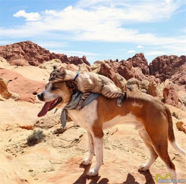 一组猫和狗的唯美情侣旅行照，把主人硬生生的逼成了第三者