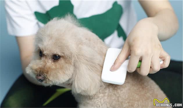 泰迪犬，“白送”给我都不要，太难养了