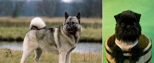 世界名犬大全（七），你想知道的世界名犬都在这里
