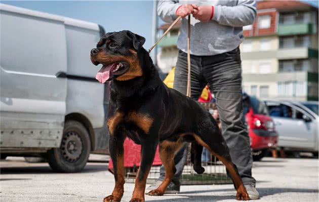 黑如铁，红如血，世界顶级防暴犬罗威纳