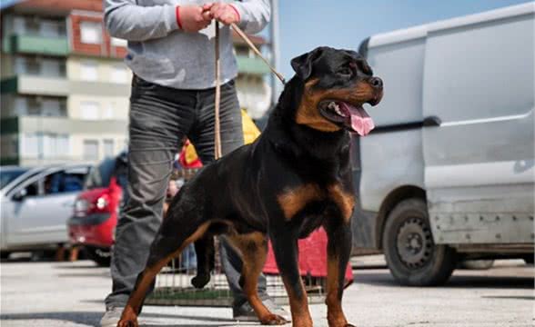 黑如铁，红如血，世界顶级防暴犬罗威纳