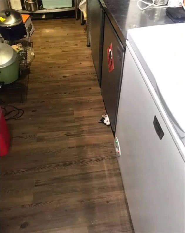 哪个瞬间让你觉得猫咪“成精”了?网友:真是低估了猫咪的智商