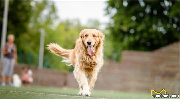 世界犬种智商排行榜第七位的拉布拉多