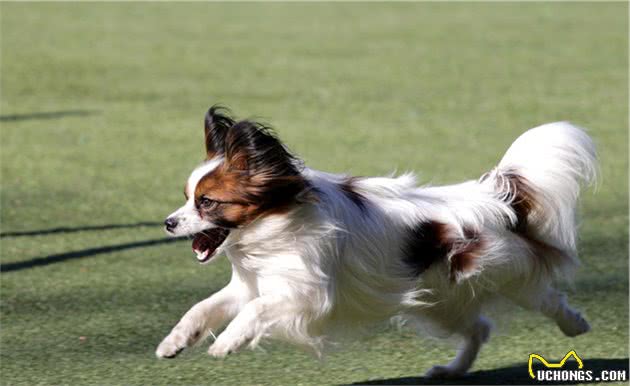 这5种奶凶奶凶的小型犬，你家养过没？网友：萌你一脸血