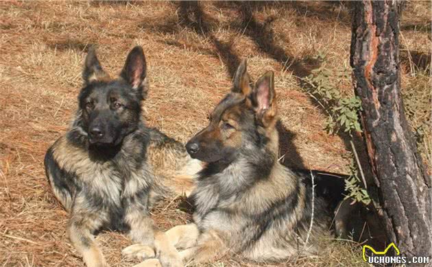 请记住我们的国产警犬—昆明犬，不要再忽略它的存在