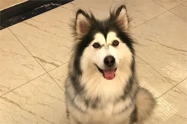 劝告！第一次养狗，就避开养这7种狗狗